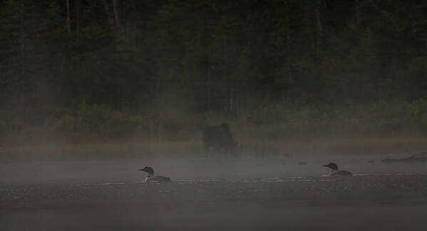 Long Pond Poster featuring the photograph Loon and Moose in the mist by Benjamin Dahl