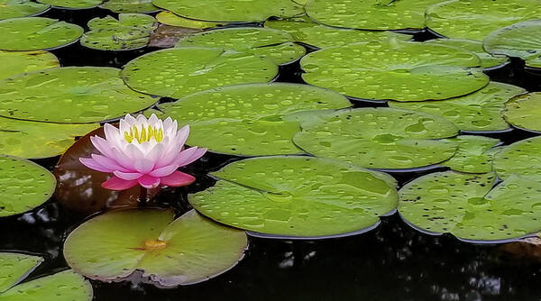 Water Lily Poster featuring the photograph Lotus Blossom by Holly Ross