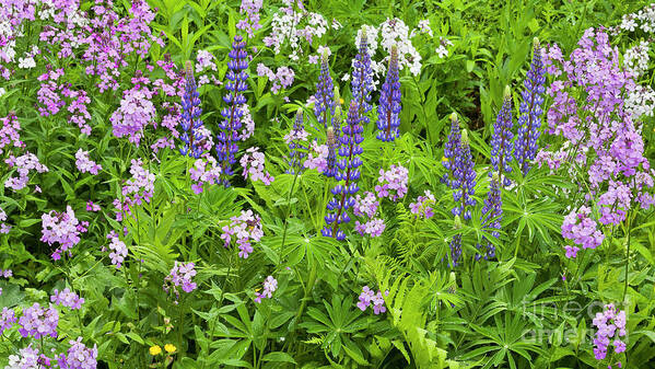Spring Poster featuring the photograph Lupines And Dames Rocket by Alan L Graham