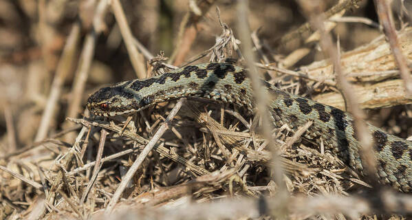 Adder Poster featuring the photograph Male Adder by Wendy Cooper