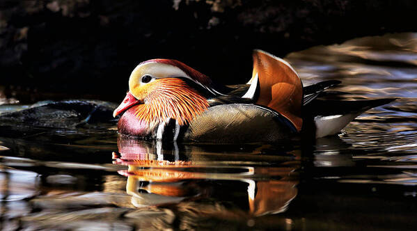 Photography Poster featuring the photograph Male Mandarin Duck 2 by Grant Glendinning