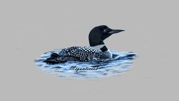 Male Common Loon Poster featuring the digital art Male Mating Common Loon by Daniel Hebard