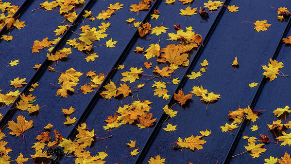 Landscape Poster featuring the photograph Maple Leaves on a Metal Roof by Joe Shrader