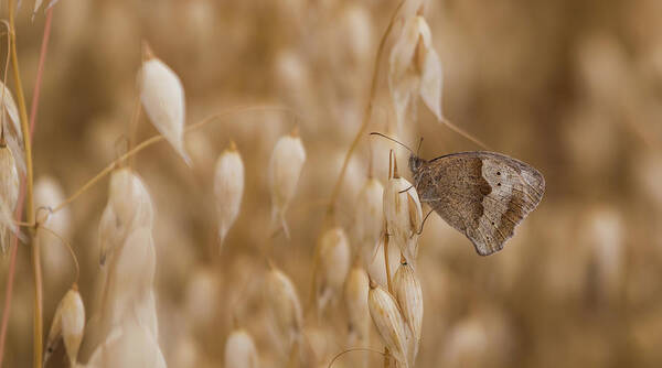 Nature Poster featuring the photograph Meadow Brown roosting by Wendy Cooper