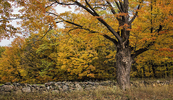 Mighty Oak Tree Poster featuring the photograph Mighty Oak tree by Pat Cook