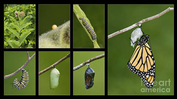 Monarch Poster featuring the photograph Monarch Butterfly Life Cycle - D003995 by Daniel Dempster