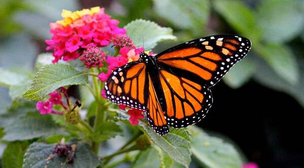 Butterfly Poster featuring the photograph Monarch Butterfly by Liz Vernand