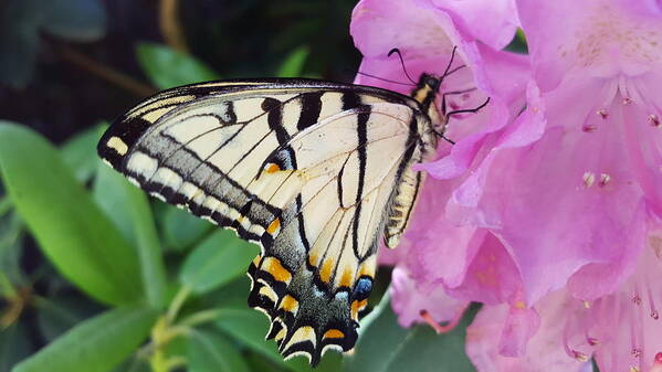 Butterfly Poster featuring the photograph Tuesday One by Dani McEvoy