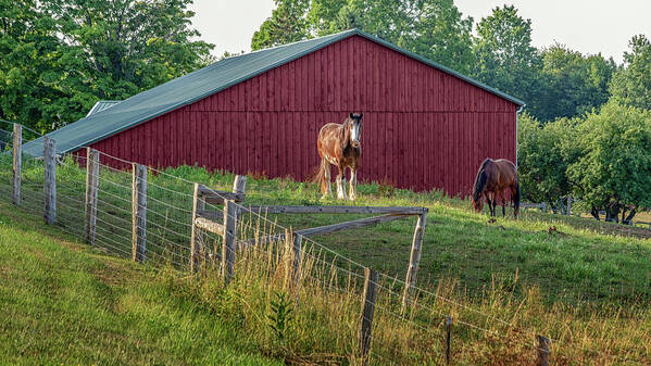 Horse Poster featuring the photograph Morning in the Pasture by Rod Best