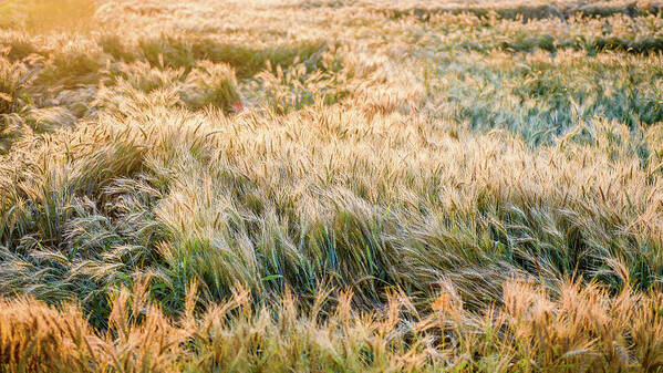 Landscape Poster featuring the photograph Morning Wheat by Joe Shrader