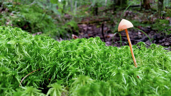Moss Poster featuring the photograph Mushroom and Moss by Brook Burling