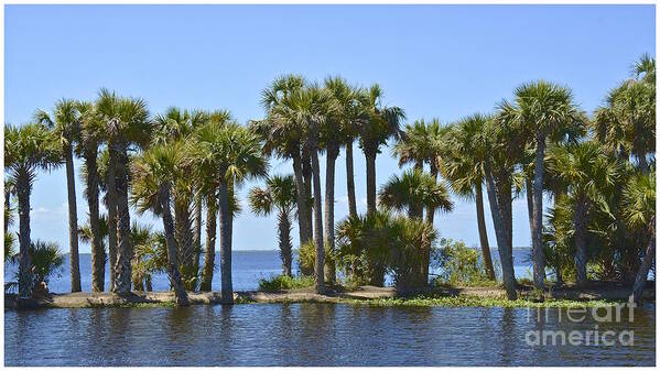 Lake Poster featuring the photograph Palm Island by Carol Bradley