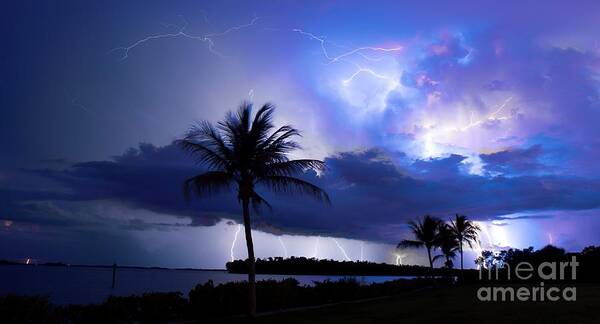 Lightning Poster featuring the photograph Palm Tree Nights by Quinn Sedam