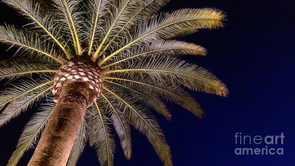 Palm Tree Poster featuring the photograph Palm Under Nightfall by James Moore