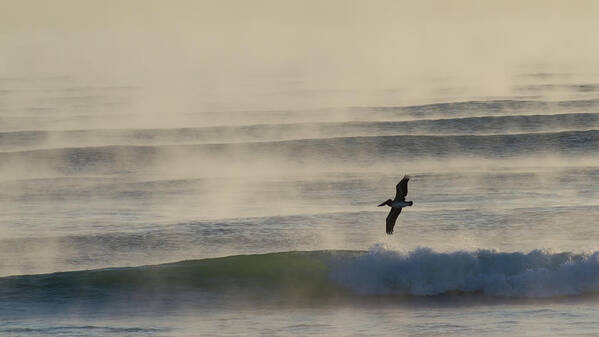 Pelican Poster featuring the photograph Pelican in Sea Smoke by Paul Rebmann