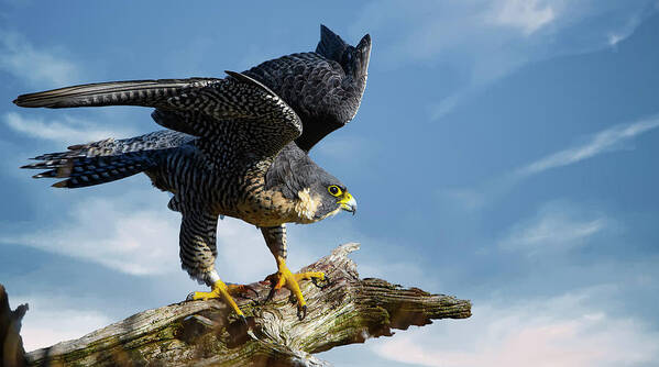 Peregrine Falcon Poster featuring the photograph Peregrine falcon by Sam Rino