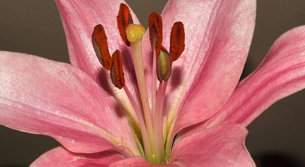 Pink Poster featuring the photograph Pink Lily by Eileen Brymer