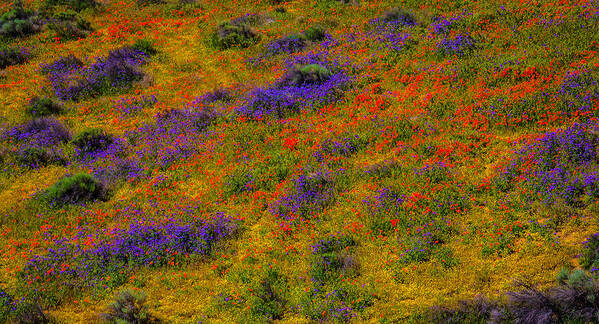 Poppy Poster featuring the photograph Poppy Landscape by Garry Gay