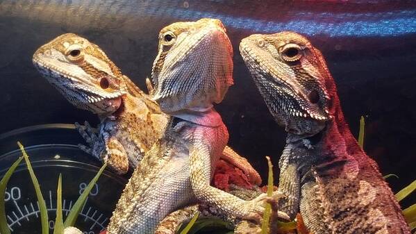 Reptiles Poster featuring the photograph Posers at the Pet Store by Dani McEvoy