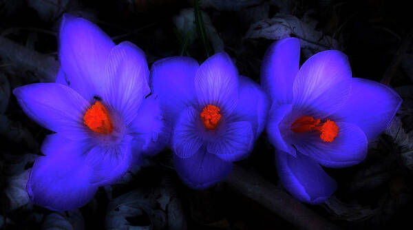 Crocus Poster featuring the photograph Beautiful Blue Purple Spring Crocus Blooms by Shelley Neff