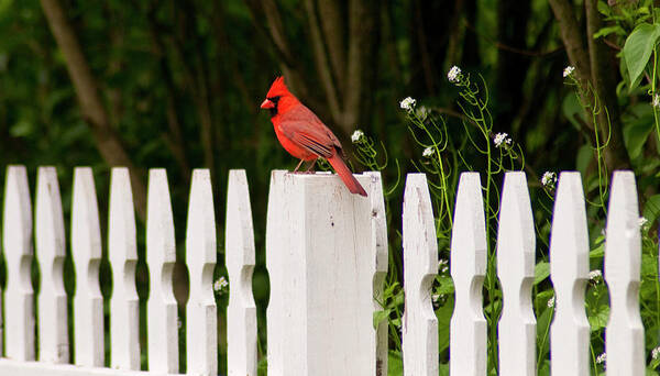 Cardinal Poster featuring the photograph Red Cardinal--White Fence by Carol A Commins