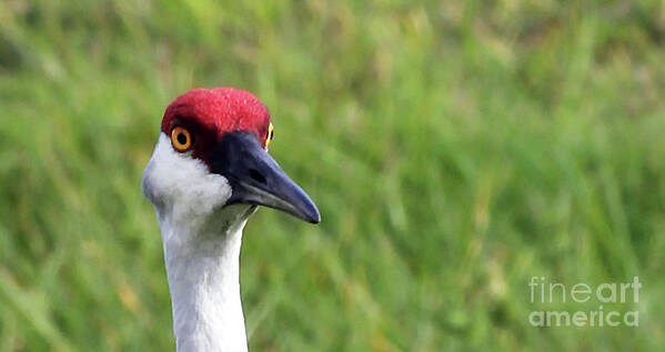 Red Headed Crane Poster featuring the photograph Red Headed Crane by Jennifer Robin