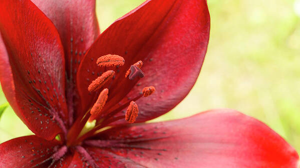 Red Lily Poster featuring the photograph Red lily for wealth and prosperity. by Elena Perelman