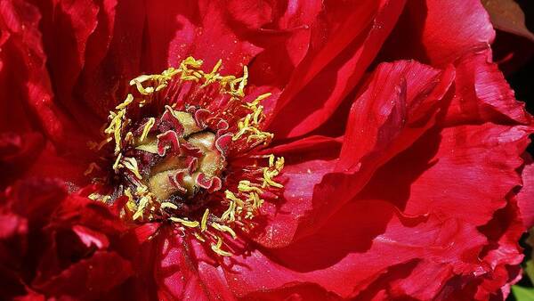  Poster featuring the photograph Red Peony in the Spring. by Bruce Bley