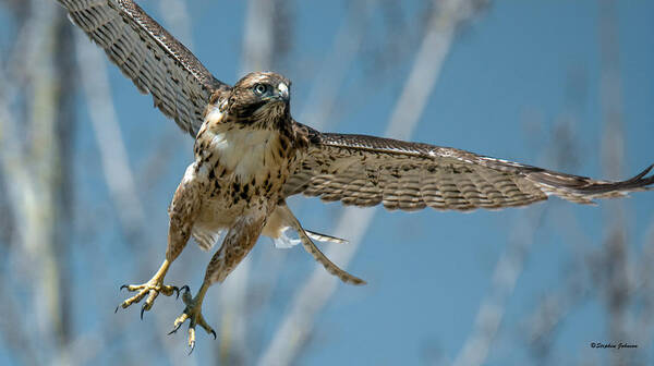 Red-tailed Hawk Poster featuring the photograph Red-tailed Hawk Lift-off by Stephen Johnson