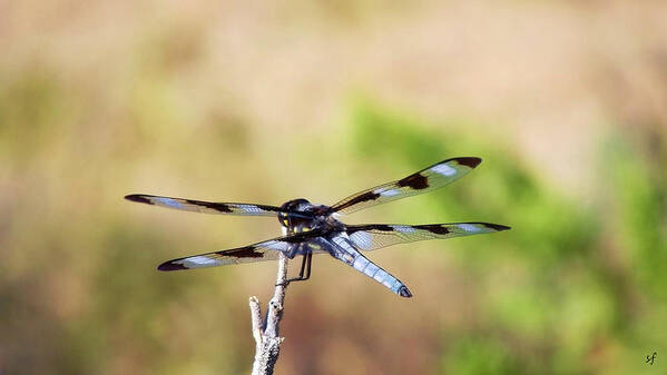 Dragonfly Poster featuring the photograph Rest Area, Dragonfly on a Branch by Shelli Fitzpatrick