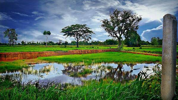 Rural Poster featuring the photograph Rice Paddy View by Ian Gledhill