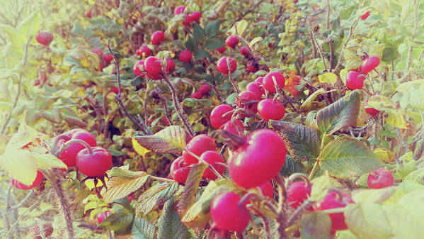 Rose Hips-vintage Poster featuring the photograph Rose Hips-vintage by Mike Breau