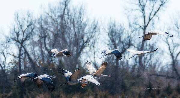 Sandhill Crane Poster featuring the photograph Sandhill Crane In Flight by Ed Peterson
