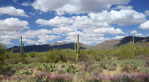 Saquaro Cactus Poster featuring the photograph Saquaro National Park, Arizona by Marsha Williamson Mohr