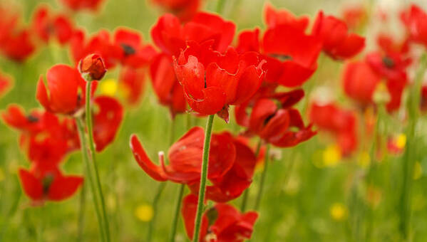 Flowers Poster featuring the photograph Sea of Red Buttercups by Uri Baruch