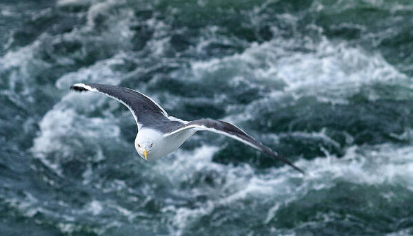 Attitude Poster featuring the photograph Seagull with Attitude by Mark Egerton