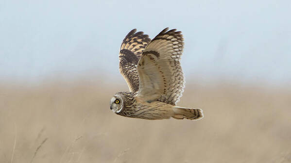 Short Poster featuring the photograph Short-Eared Owl Hunting by Pete Walkden