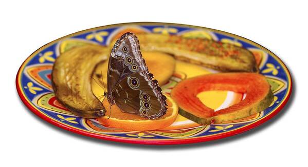 Butterfly Poster featuring the photograph Snacking Butterfly by Bob Slitzan