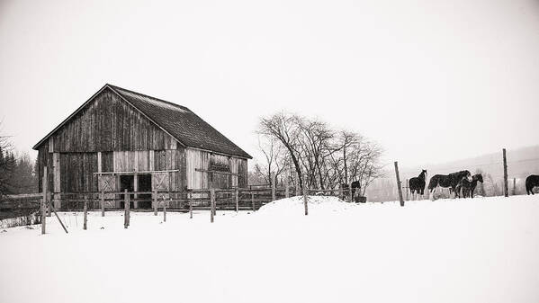 Winter Poster featuring the photograph Snowy Day at the Farm by Edward Myers