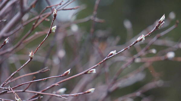 Spring Poster featuring the photograph Spring Buds by Brooke Bowdren