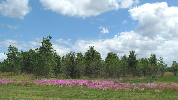 Landscape Poster featuring the photograph Spring phlox by Peggy Urban