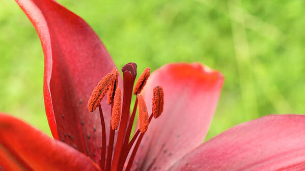 Red Poster featuring the photograph Stamens and Anther. by Elena Perelman