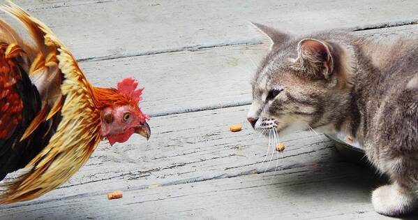 Animals Funny Comical Cat Chicken Feline Food Pet Pets Wild Chicken Rooster Poster featuring the photograph Standoff by Jan Gelders