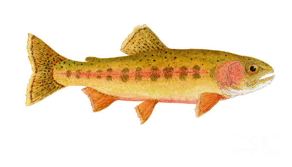 Trout Poster featuring the painting Study of a Golden Trout by Thom Glace