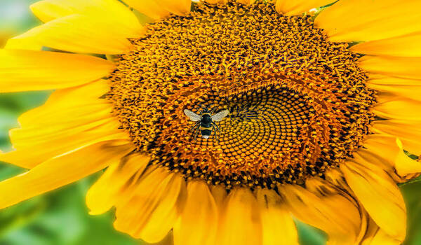 Sunflower Poster featuring the photograph Sunflower Patch by Pat Cook
