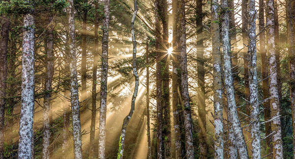 Forest Poster featuring the photograph Sunshine Forest by Pierre Leclerc Photography
