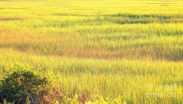 Marsh Poster featuring the photograph Sunshine Palette On The Marsh by Jan Gelders