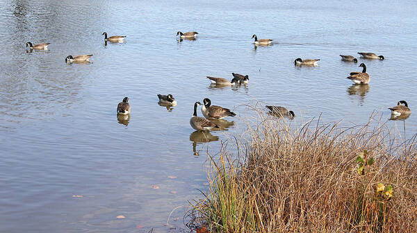 Geese Poster featuring the photograph The Gathering by Ellen Tully