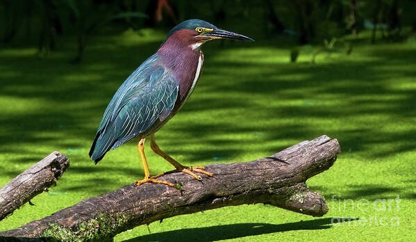 Green Heron Poster featuring the photograph The King of the Log.... by Nina Stavlund