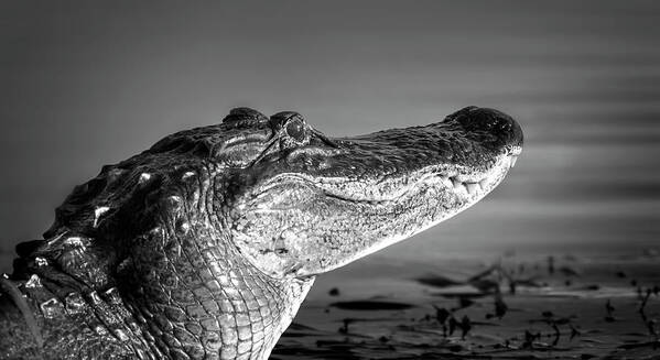 Alligator Poster featuring the photograph The Smiling Gator by Mark Andrew Thomas